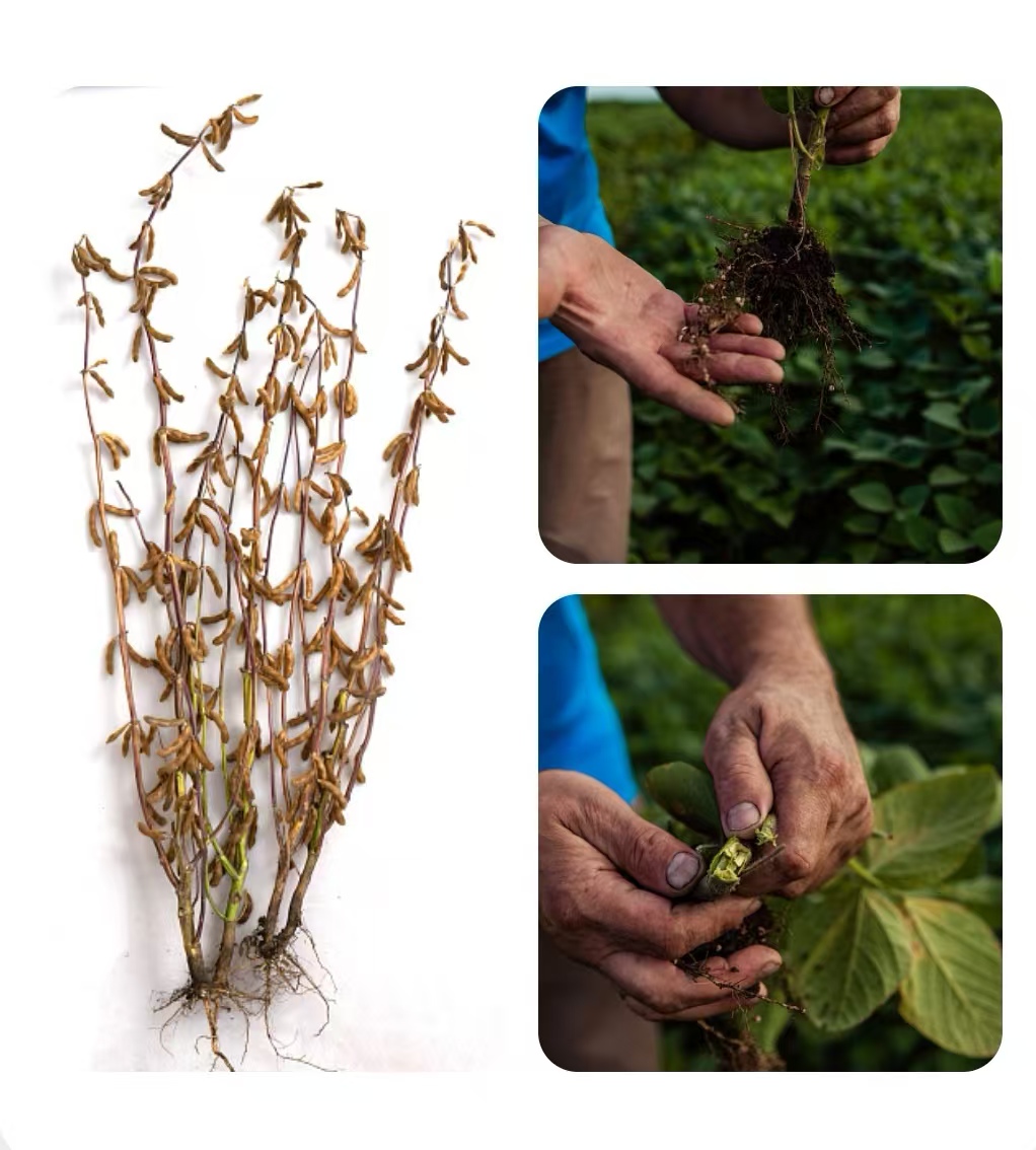 俄罗斯非转基因大豆